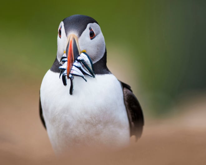 How this summer’s heatwaves are affecting breeding birds How this summer’s heatwaves are affecting breeding birds