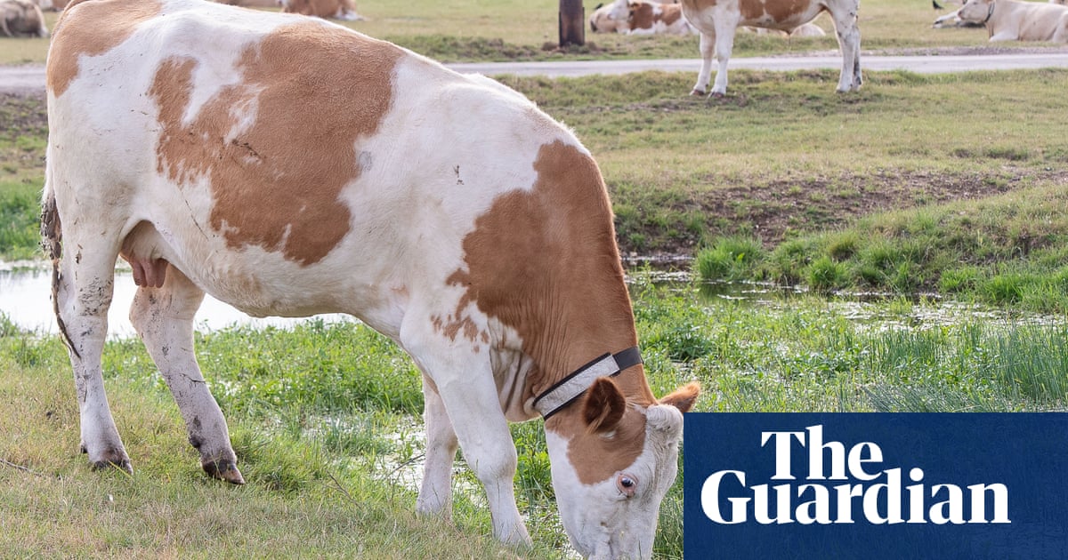 Cheaper imported chicken and beef increasingly seen in UK supermarkets