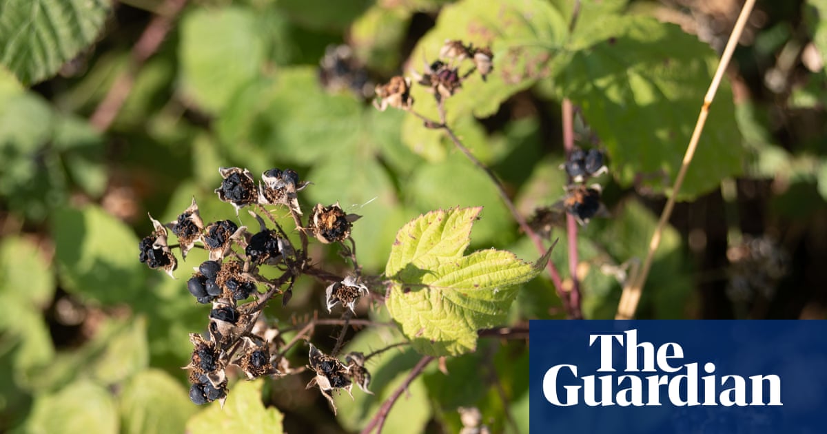 Early ripening of berries in UK shows nature is under stress, say experts | UK weather Early ripening of berries in UK shows nature is under stress, say experts | UK weather