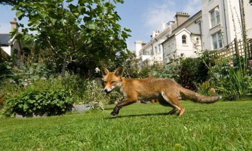 My Battle With The Urban Fox Environment The Guardian