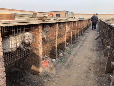 Animals kept in cages in long rows