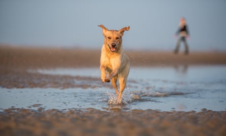 Dog and owner on a beach in UK