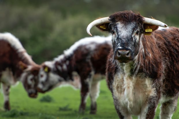 The Longhorn cattle range wild.