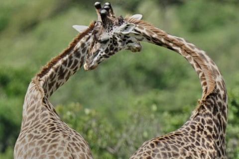 Girafas se aconchegam umas às outras com o focinho.