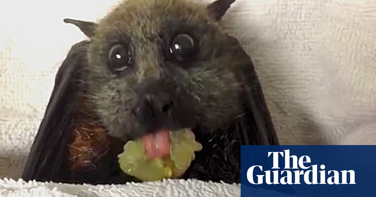 Rescued flying fox munching a grape proves bats can be cute too – video |  World news | The Guardian