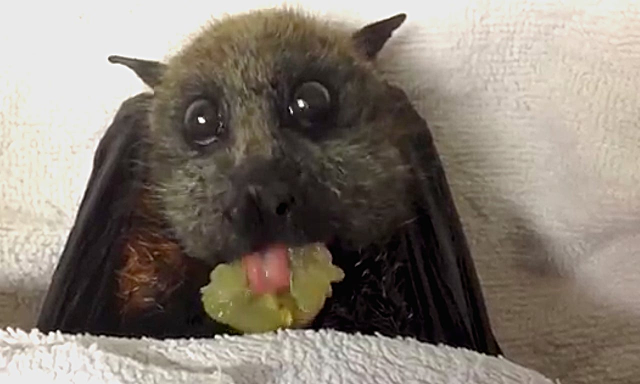 1442.jpg?width=1280&quality=85&auto=format&fit=max&s=ded6d0b2b37057b3aab708c5936e2c07