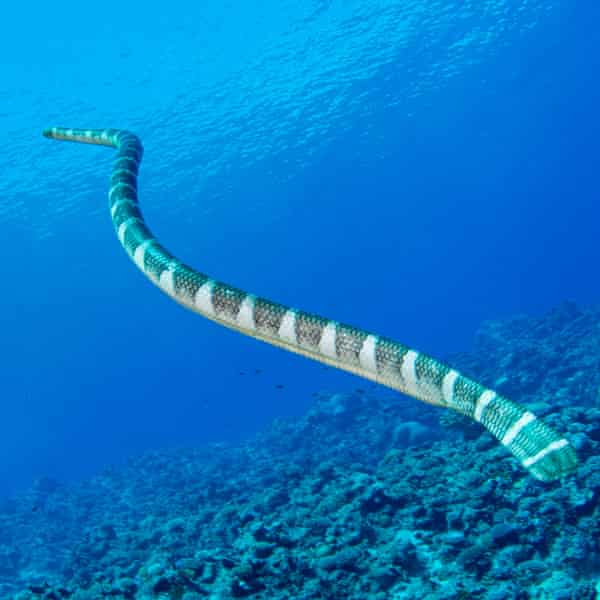 A striped sea snake swimming