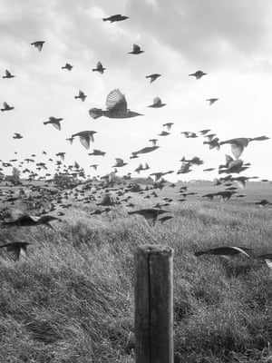 Dozens of birds flying over a field