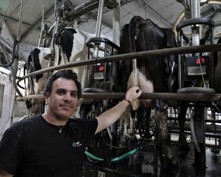 Klaiman with cows at a milking station