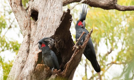 A male palm cockatoo (right) using a branch as a drumstick in front of a female