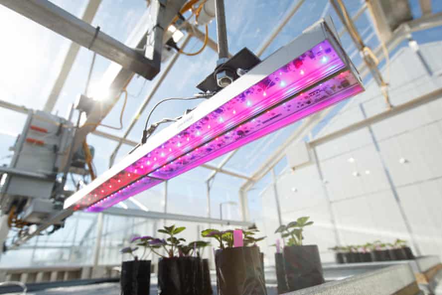 The UV radiation triggers biological mechanisms that can increase plant growth, vigour and yields.