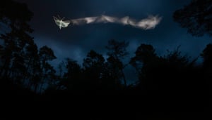 A moth is lit up by an artificial light at night as it flies through the darkness in front of some trees