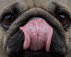 Dogs’ brains began to shrink at least 5,000 years ago, study finds