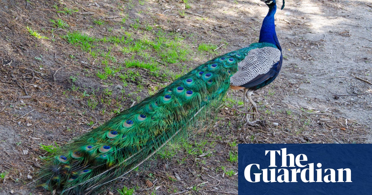 Peacocks overrun Los Angeles county, bringing out the lovers and haters