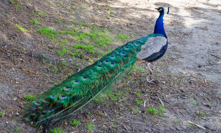 Hundreds of peacocks have been seen standing in homeowners’ lawns, on rooftops, and casually sauntering down city sidewalks.