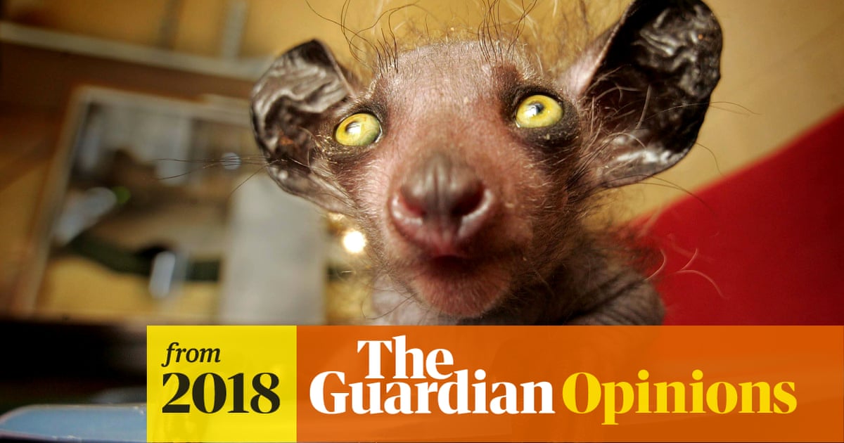 Beyond the punk turtle: eight endangered animals that look surreal | Hannah  Jane Parkinson | The Guardian