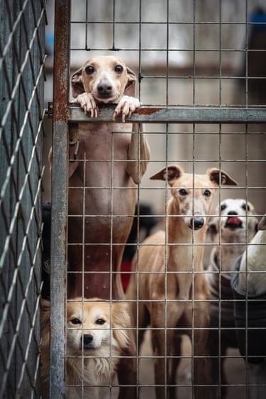 Dogs peering through a wire gate