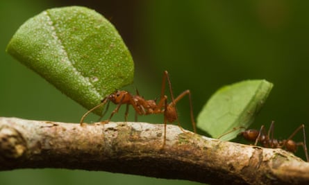 Duas formigas cortadeiras carregando folhas