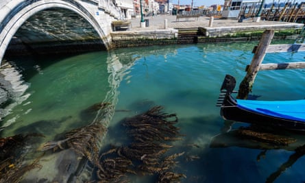 Seaweed can be seen in clear waters in Venice as a result of the stoppage of motorboat traffic.