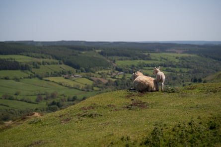 A sheep and lamb resting on the top of a hill overlooking a valley