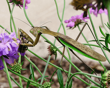 Wisconsin, US ‘I was photographing a bee dancing between flowers when I spied a praying mantis doing the same. With a quick snatch, the bee was imprisoned; taken for lunch. I continued photographing in awe until I realised how intruding I was.’