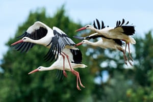 Four storks in flight