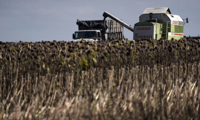 Sunflower harvesting in Donetsk region, eastern Ukraine, earlier this month
