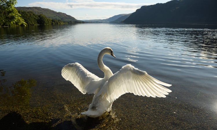 Country diary 1949: swans at risk of lead poisoning