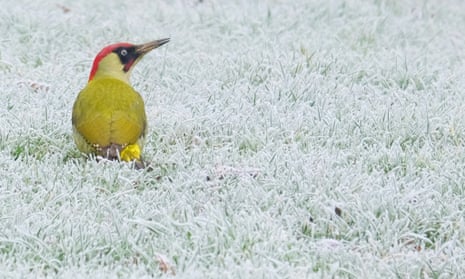 A male green woodpecker, the largest species of Britain’s three.