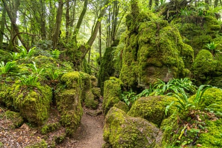 Moss covered rocks and trees around a path through verdant woodland