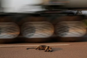 A dead anteater lies on the road near a burning tract of the Amazon jungle, in Rondonia State, Brazil, August 2020.