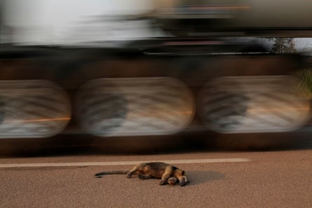 A dead anteater lies on the road near a burning tract of the Amazon jungle, in Rondonia State, Brazil, August 2020.