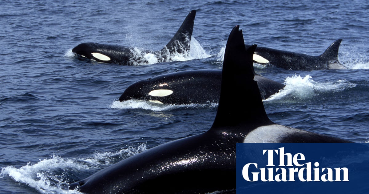 Whales And Dolphins Lead Human Like Lives Thanks To Big