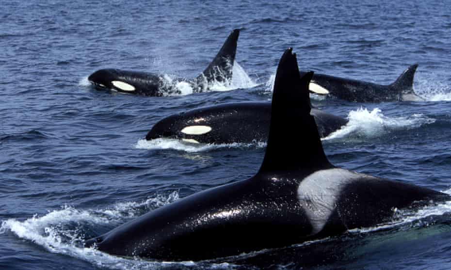 A pod of orcas.