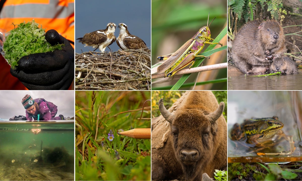 Bison, beavers and bog moss: eight new species to look out for in the UK in  2022 | Biodiversity | The Guardian