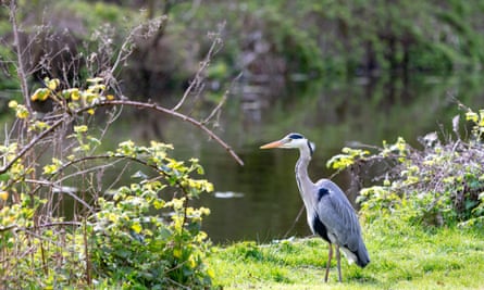 A heron on the Sankey Canal.
