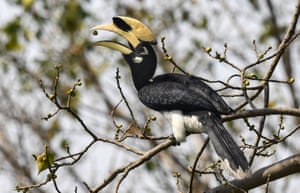 An oriental pied hornbill eats a seed as it perches in a tree in Pobitora village, on the outskirts of Guwahati in India’s northeast Assam state