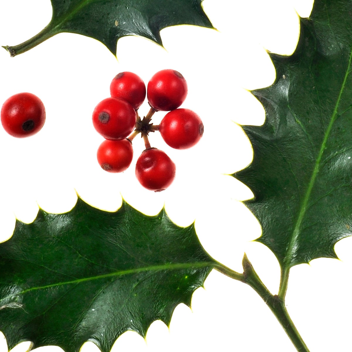 Blue Princess Holly Bush | Naturehills.com