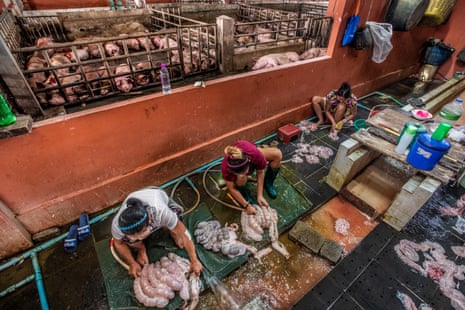 Preparing pig carcasses