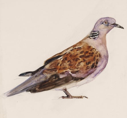 Painting of turtle dove