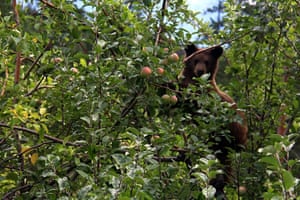 bear feeding on fresh applesbear eating fresh apples from apple tree by the road