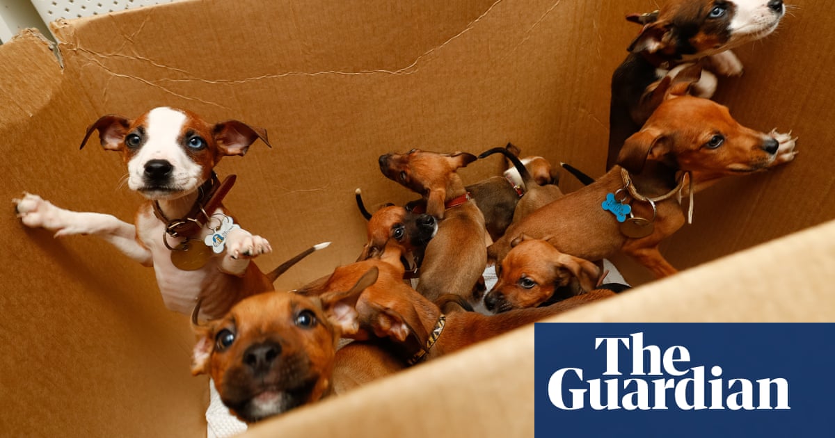 Pet buyers should report dodgy sellers, says UK’s top vet