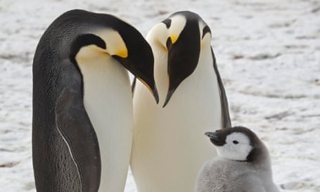 Adult emperor penguins with a chick near Halley Research Station in Antarctica