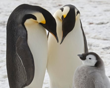 Two emperor penguins and a chick.