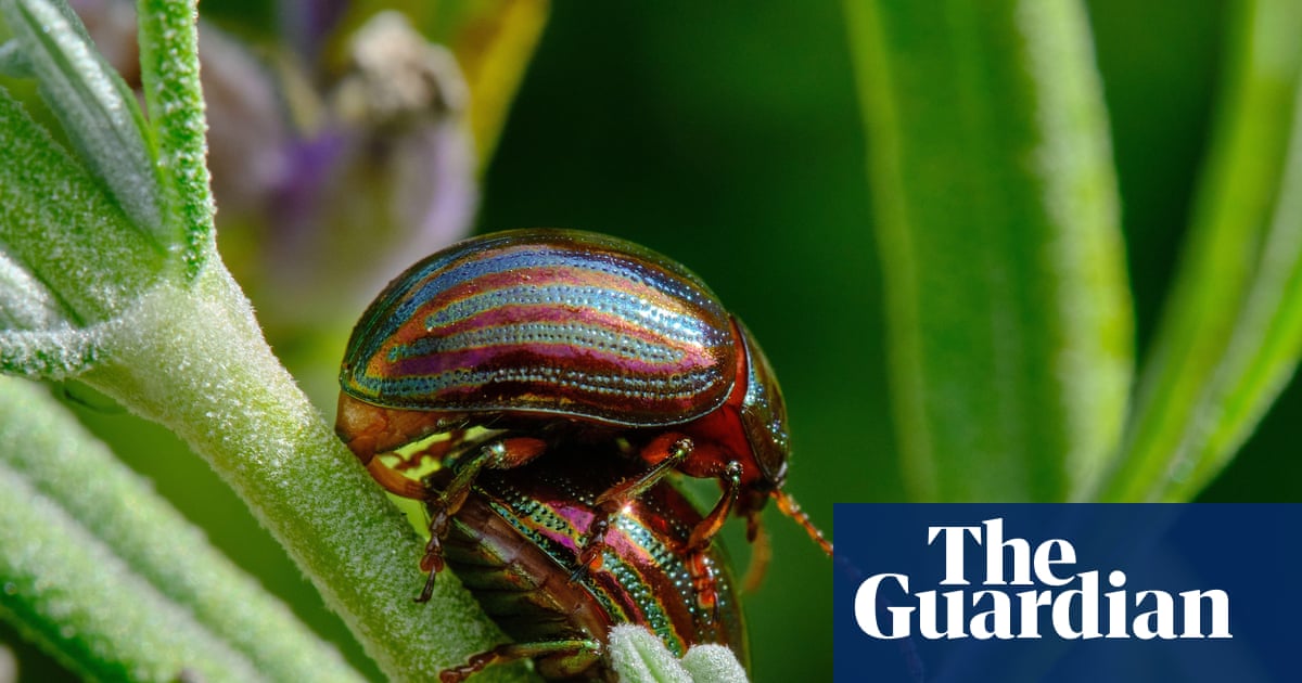Country diary: A gleaming beetle that could be bad news for my garden favourites | Susie White