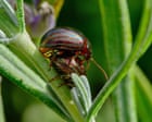 Country diary: A gleaming beetle that could be bad news for my garden favourites | Susie White