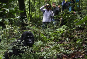 Tourists from Europe and the US photograph the Mukiza mountain gorilla family during a hike through Bwindi Impenetrable National Park , Uganda.