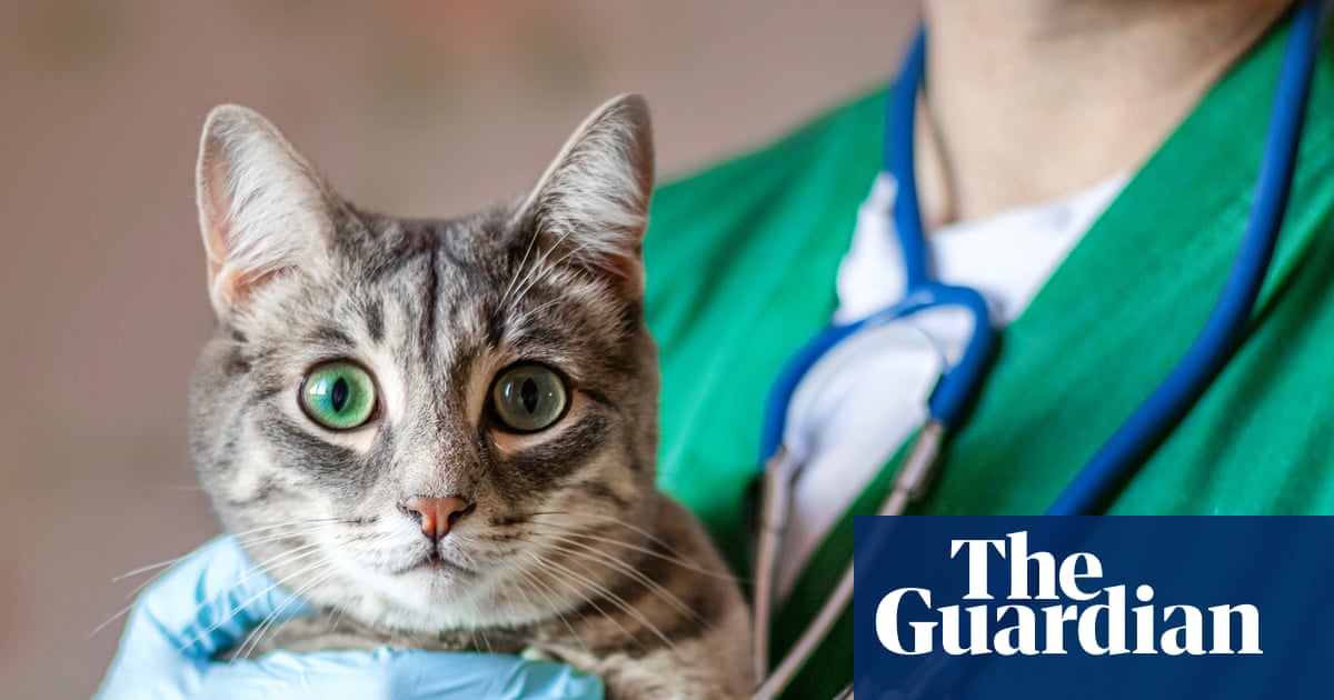Pet owners at risk of being ripped off by private equity firms as vet ownership rules change