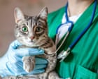 Pet owners at risk of being ripped off by private equity firms as vet ownership rules change
