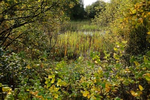 Trees and shrubbery